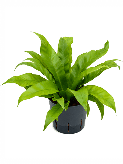 Asplenium antiquum nestvaren in pot op witte achtergrond