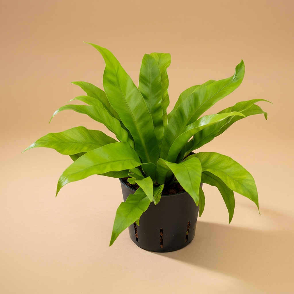 Asplenium antiquum Nestvaren | catalogusfoto