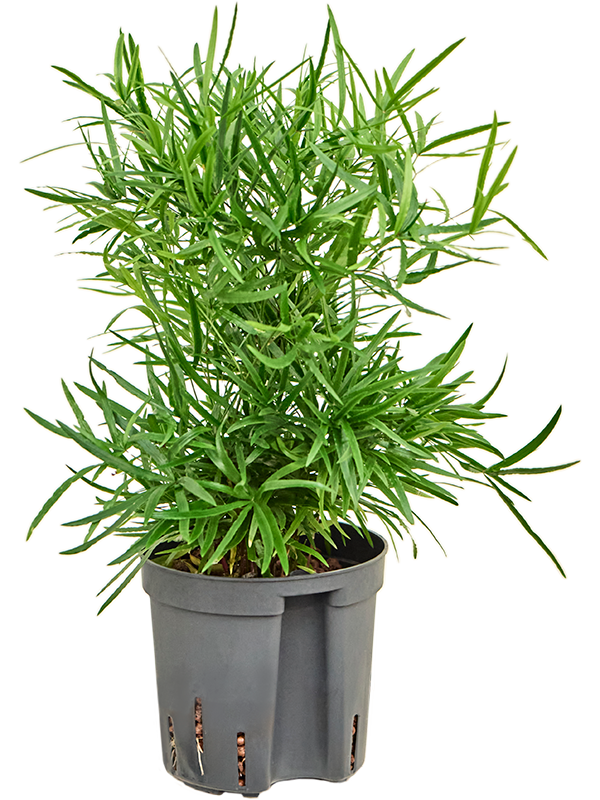 Asparagus falcatus sierasperge in pot op witte achtergrond