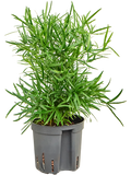 Asparagus falcatus sierasperge in pot op witte achtergrond