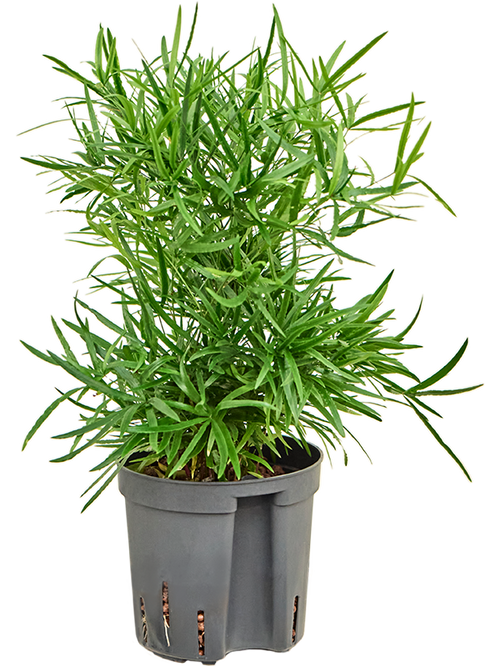 Asparagus falcatus sierasperge in pot op witte achtergrond