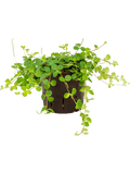 Peperomia rotundifolia in hangpot op witte achtergrond
