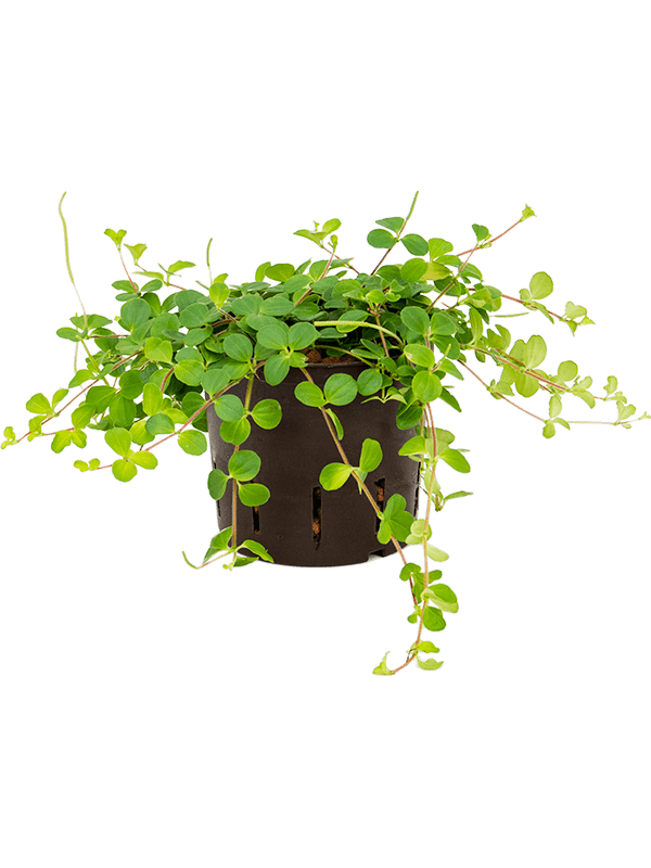 Peperomia rotundifolia in hangpot op witte achtergrond
