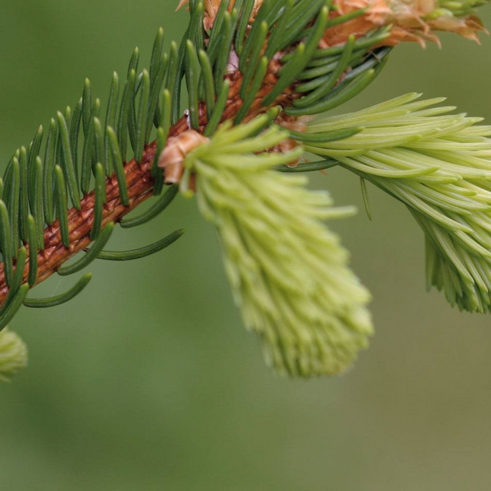 Picea Abies Potgekweekt - Verschillende formaten