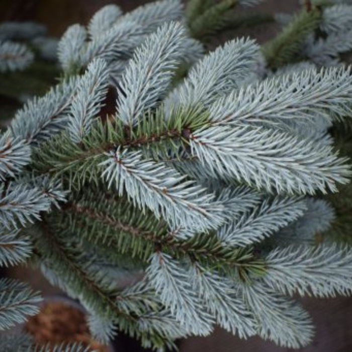 Picea Pungens Super Blue Potgekweekt - Verschillende formaten