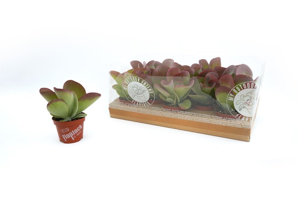 Kalanchoe thyrsiflora 'Flapjack' (pot 10 cm, 22 cm)
