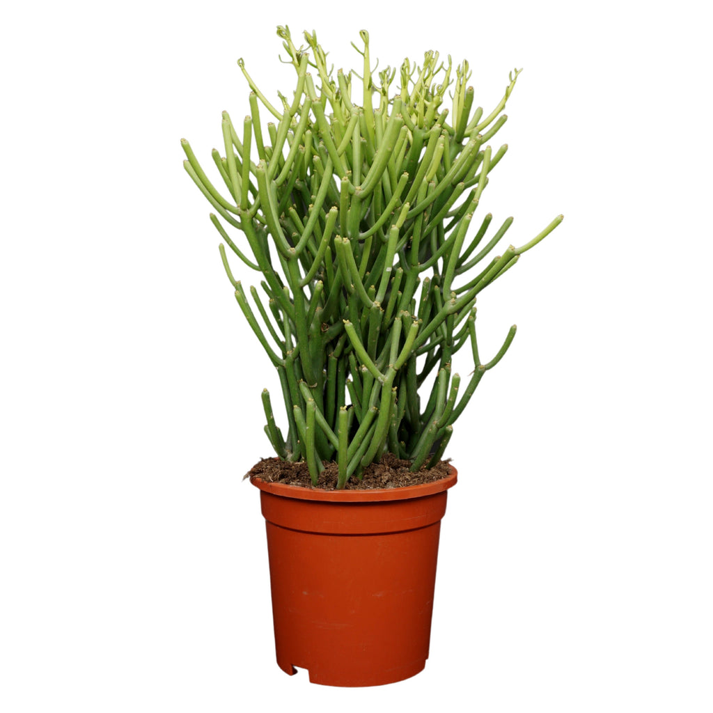 Euphorbia tirucalli (pot 17 cm, 40 cm)