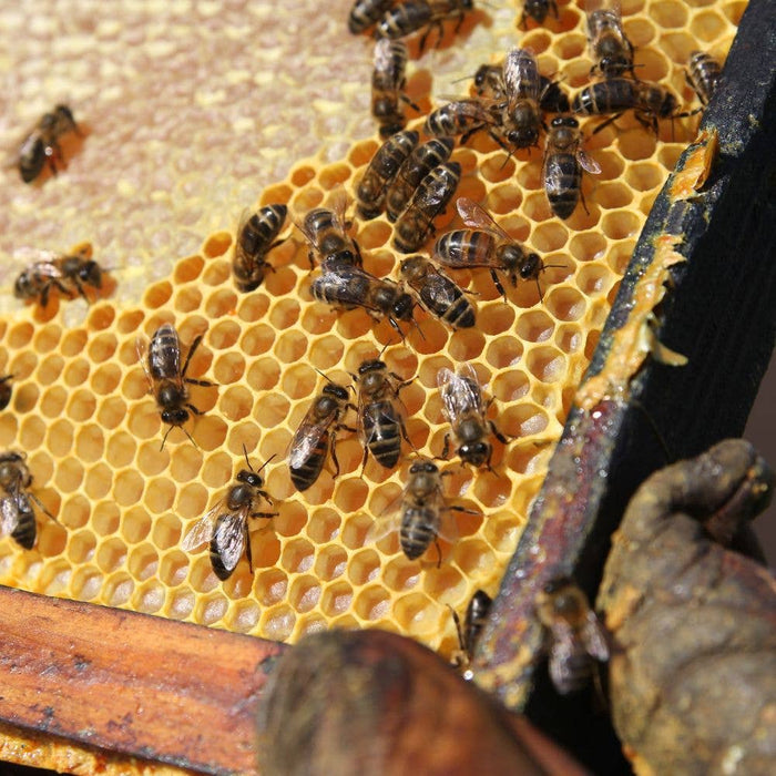 L'Abellamel 150G kleikruik