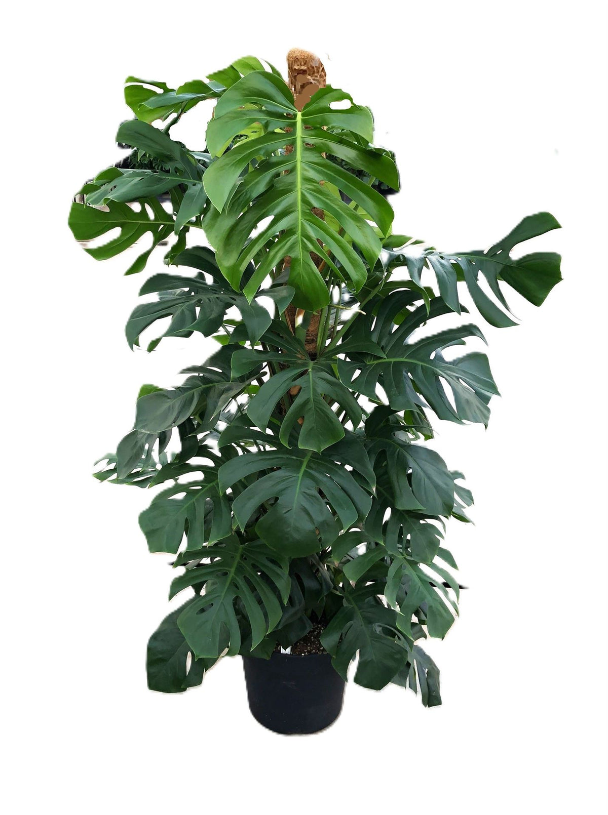 Monstera pertusum (mosstok) — pot 38 cm, 180 cm