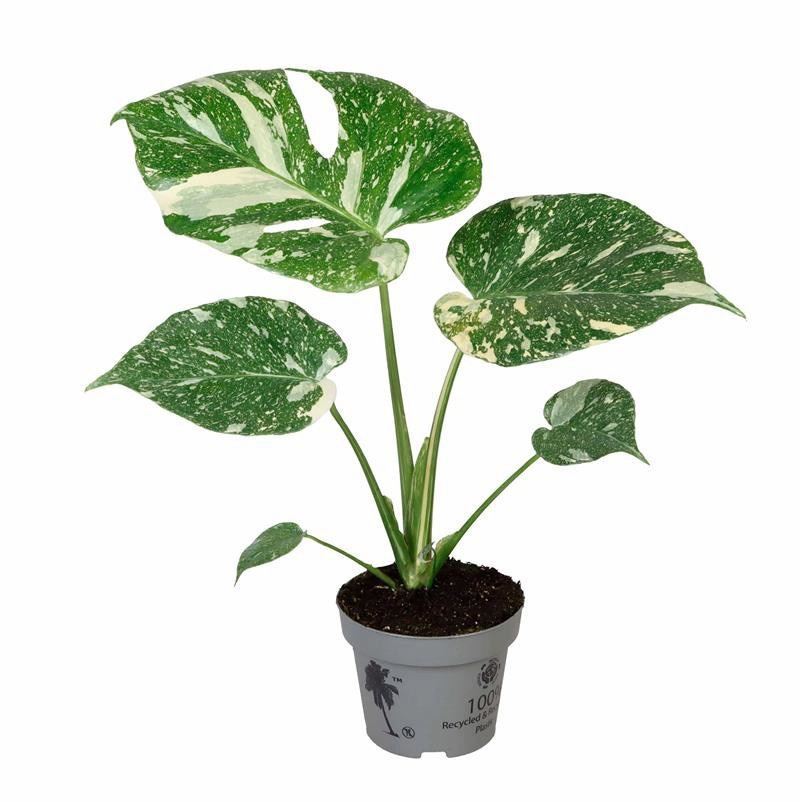 Monstera deliciosa 'Thai Constellation' (pot 12 cm, 50 cm)