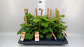 Philodendron 'Fibrum' (mosstok) — pot 12 cm, 40 cm
