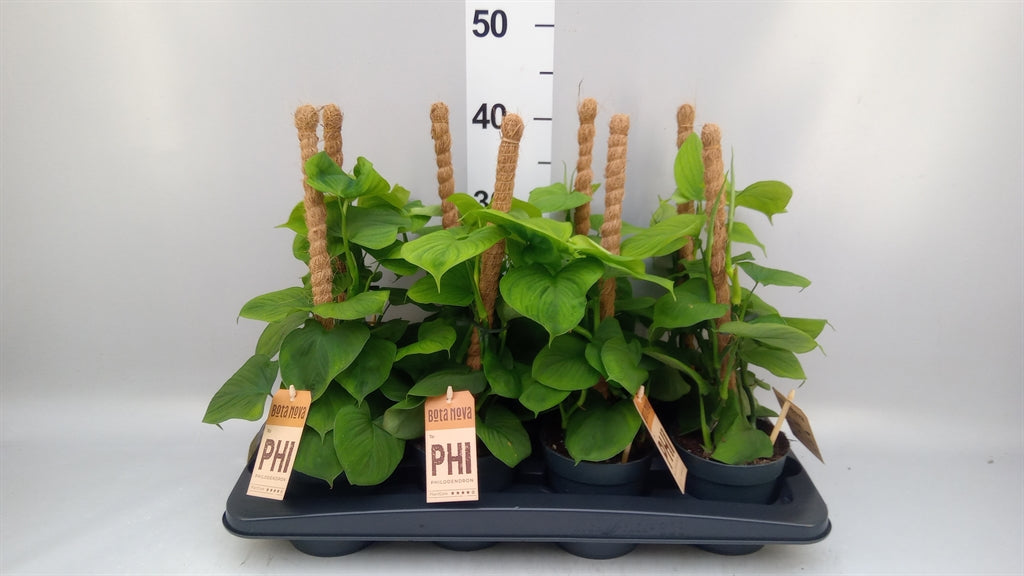 Philodendron 'Fibrum' (mosstok) — pot 12 cm, 40 cm