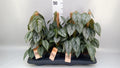 Philodendron brandtianum (mosstok) — pot 12 cm, 40 cm