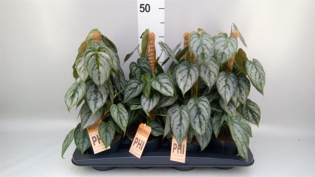 Philodendron brandtianum (mosstok) — pot 12 cm, 40 cm