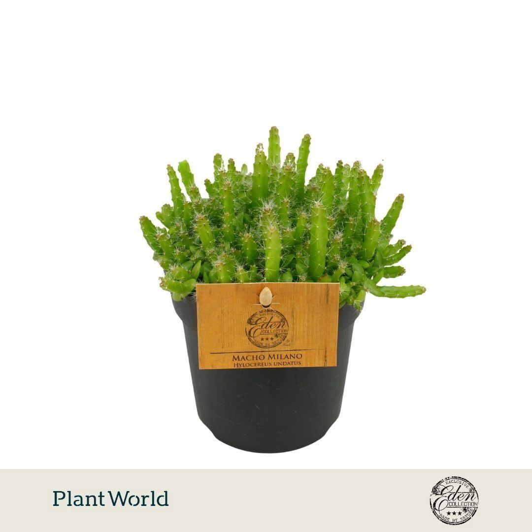 Hylocereus undatus (pot 10 cm, 15 cm)