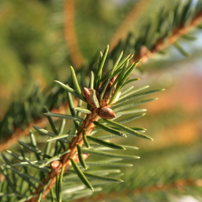 Picea Abies Potgekweekt - Verschillende formaten