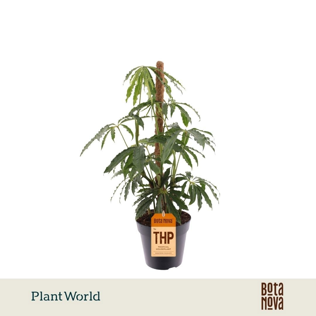 Anthurium polyschistum (mosstok) — pot 12 cm, 40 cm
