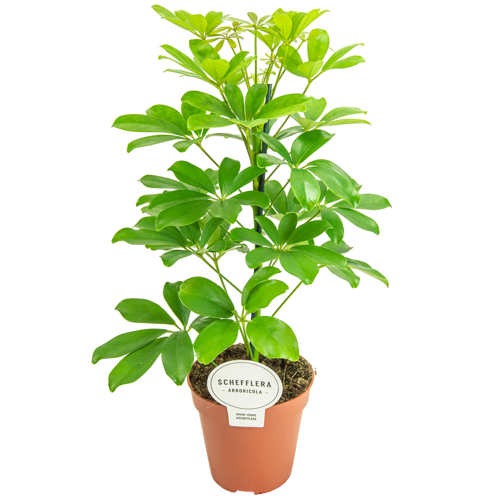 Schefflera arboricola 'Nora' (pot 13 cm, 45 cm)