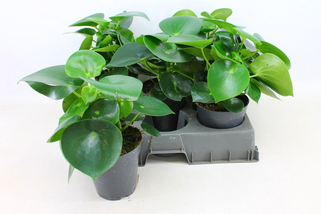 Peperomia polybotrya 'Raindrop' (pot 15 cm, 25 cm)