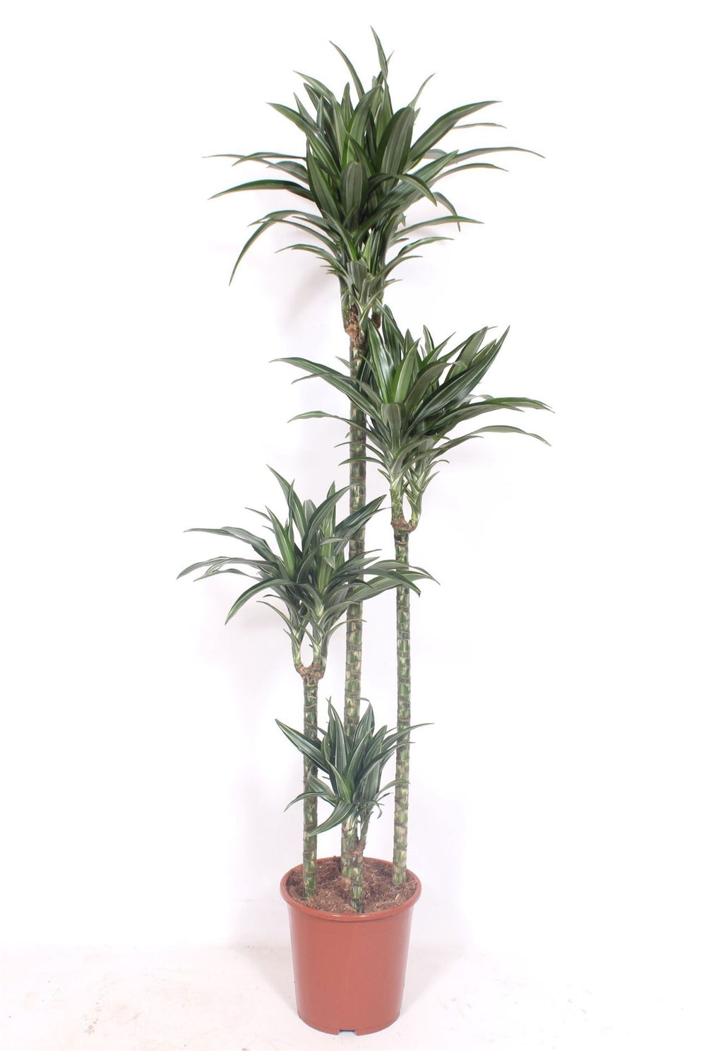 Dracaena fragrans 'Ulises' (120-90-60-30) (pot 27 cm, 200 cm)