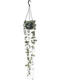 Ceropegia woodii in pot op warme, neutrale studioachtergrond