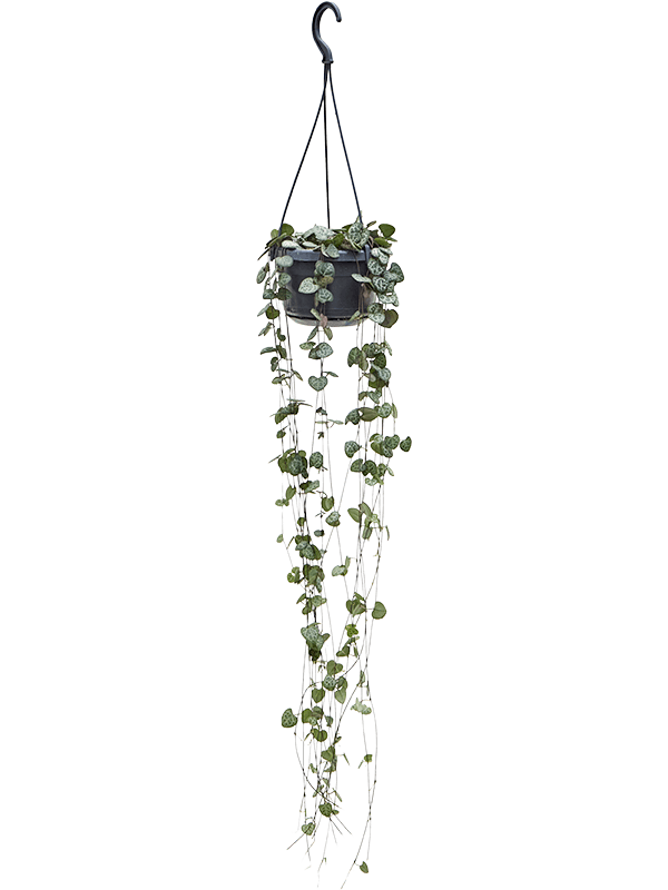 Ceropegia woodii in pot op warme, neutrale studioachtergrond