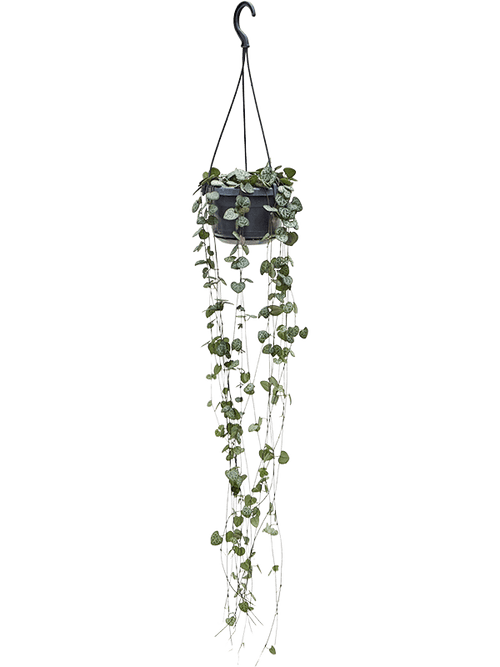 Ceropegia woodii in pot op warme, neutrale studioachtergrond