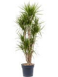 Dracaena marginata vertakt in pot op warme, neutrale studioachtergrond