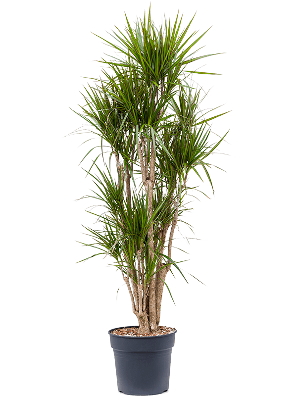 Dracaena marginata vertakt in pot op warme, neutrale studioachtergrond