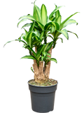 Dracaena fragrans 'Massangeana' in pot op warme, neutrale studioachtergrond