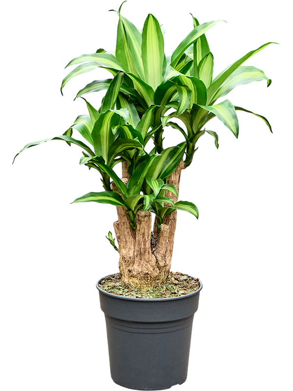 Dracaena fragrans 'Massangeana' in pot op warme, neutrale studioachtergrond