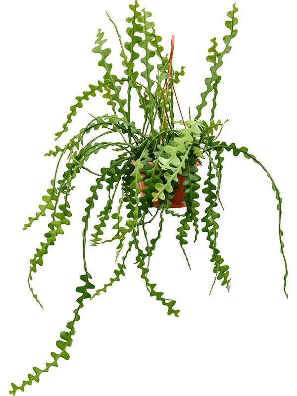 Epiphyllum anguliger zigzagcactus in hangpot op witte achtergrond