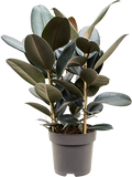 Ficus elastica 'Abidjan' in pot op warme, neutrale studioachtergrond