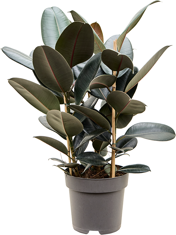 Ficus elastica 'Abidjan' in pot op warme, neutrale studioachtergrond