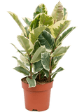 Ficus elastica 'Tineke' in pot op warme, neutrale studioachtergrond