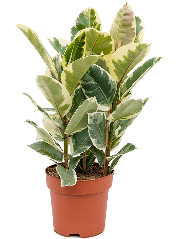 Ficus elastica 'Tineke' in pot op warme, neutrale studioachtergrond