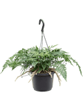 Humata tyermannii in pot op warme, neutrale studioachtergrond