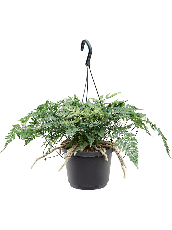 Humata tyermannii in pot op warme, neutrale studioachtergrond