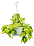 Philodendron scandens 'Brasil' in hangpot op witte achtergrond