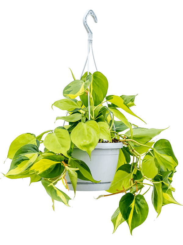 Philodendron scandens 'Brasil' in hangpot op witte achtergrond