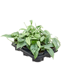 Scindapsus pinnatum 'Cebu Blue' in pot op warme, neutrale studioachtergrond
