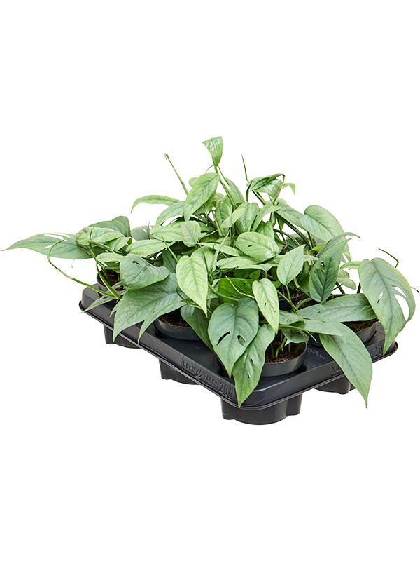 Scindapsus pinnatum 'Cebu Blue' in pot op warme, neutrale studioachtergrond