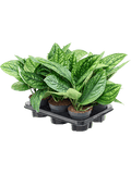 Scindapsus pinnatum 'Marble Planet' in pot op warme, neutrale studioachtergrond
