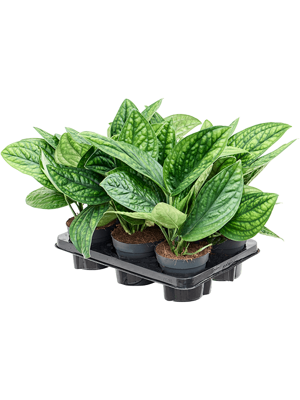 Scindapsus pinnatum 'Marble Planet' in pot op warme, neutrale studioachtergrond