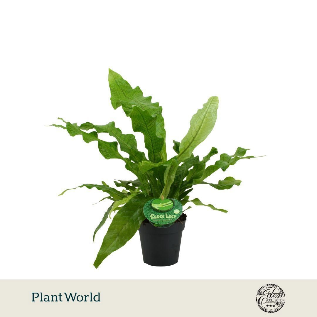 Microsorum musifolium 'Crocodyllus' (pot 12 cm, 40 cm)