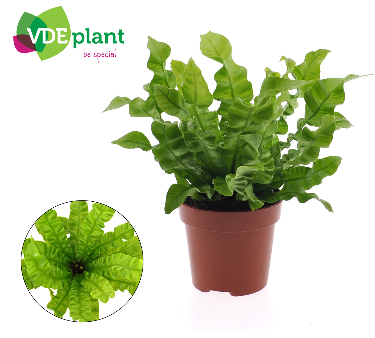 Asplenium nidus 'Crispy Wave' (pot 12 cm, 25 cm)