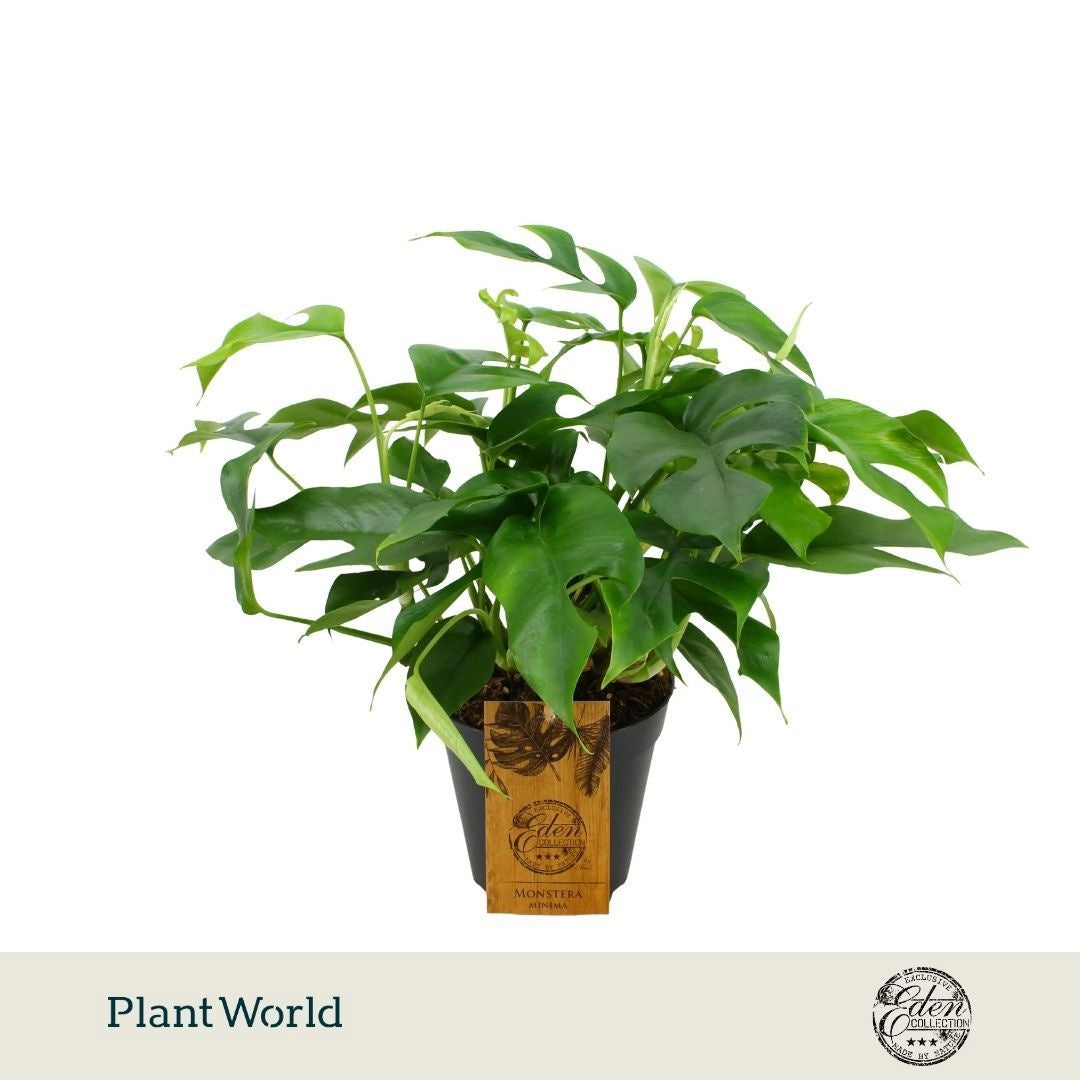 Monstera Minima (pot 15 cm, 40 cm)