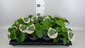 Pilea peperomioides (pot 12 cm, 25 cm)
