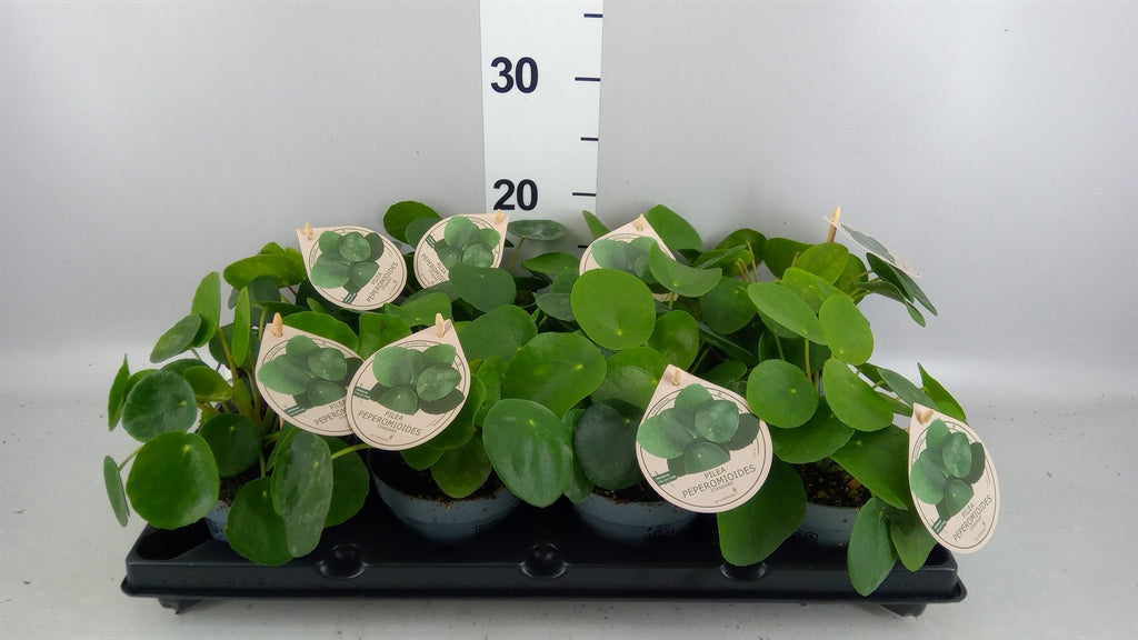 Pilea peperomioides (pot 12 cm, 25 cm)