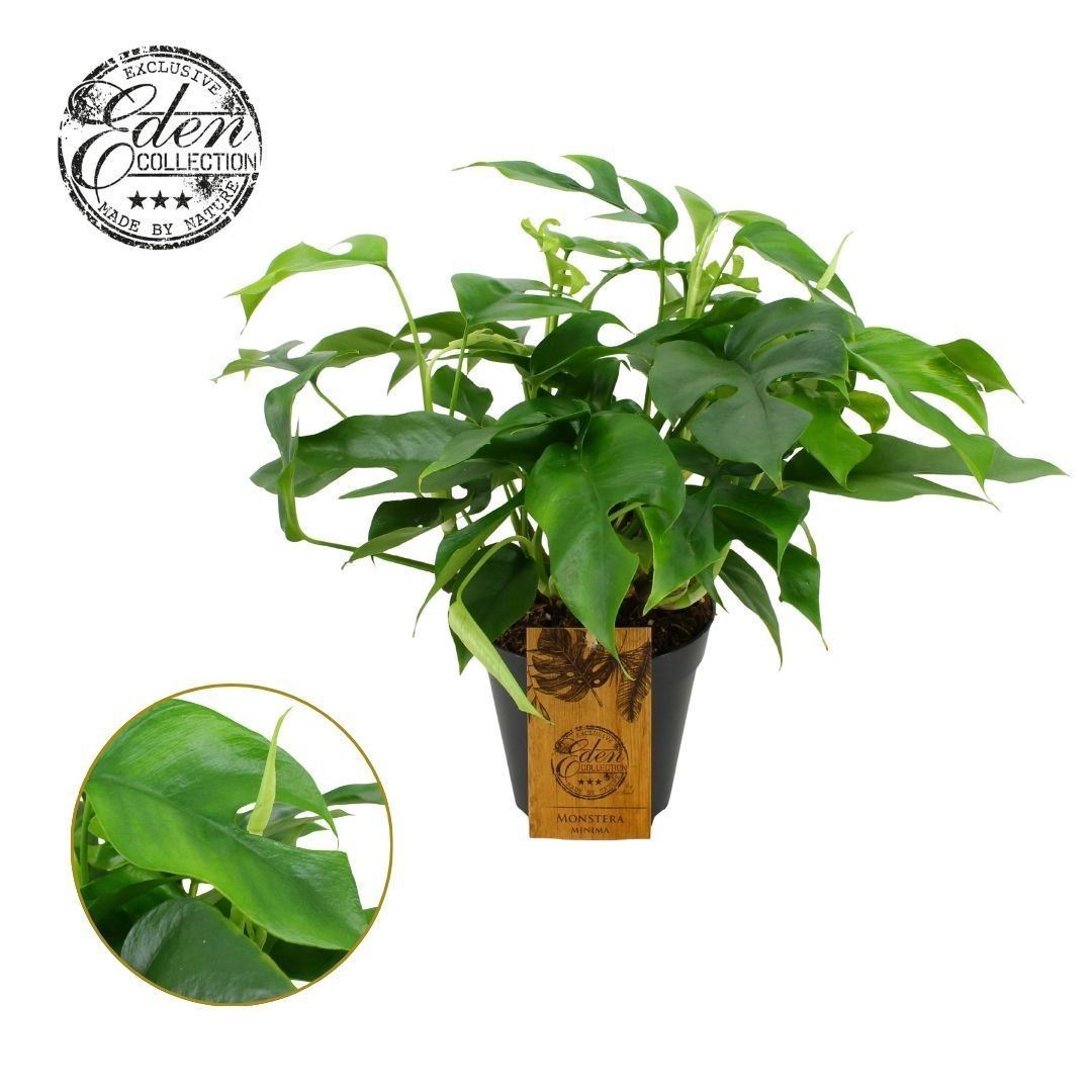 Monstera Minima (pot 15 cm, 40 cm)
